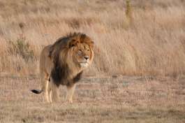 Timbavati lion 
