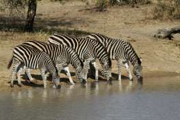 Zebras 