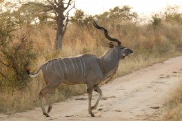 Kruger Safari kudu 