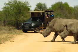 Kruger National Park Safari rhinos 