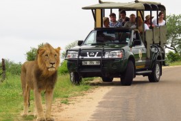 Kruger Park Safari lion 