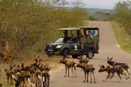 Kruger Park Safari wild dogs game drive 