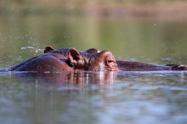 Kruger Park Safari hippo sighting 