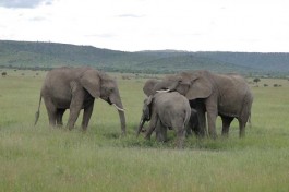 Mara elephants 