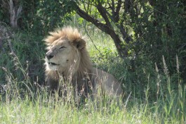 Masai Mara lion 