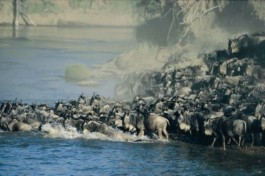 Wildebeest Migration 