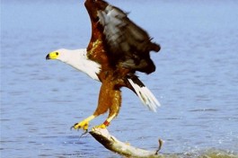 Kenya Great Rift Valley Lakes, fish eagle  by Paul Koning