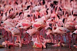 Lake Nakuru flamingos, Kenya  by Martin Harvey