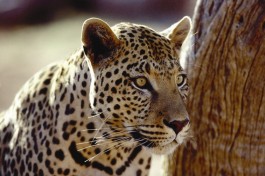 Budget Kenya Safari, leopard sighting 