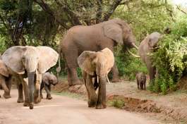 Elephants, Lake Manyara in Tanzania 