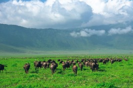 Ngorongoro Crater 