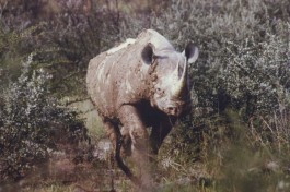 White Rhino 