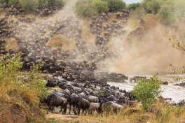 Masai Mara Great Migration 