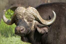 Timbavati buffalo 