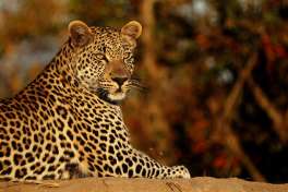 Timbavati leopard 