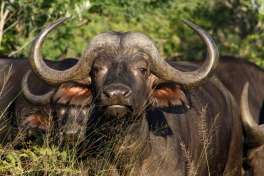 Timbavati buffalos 