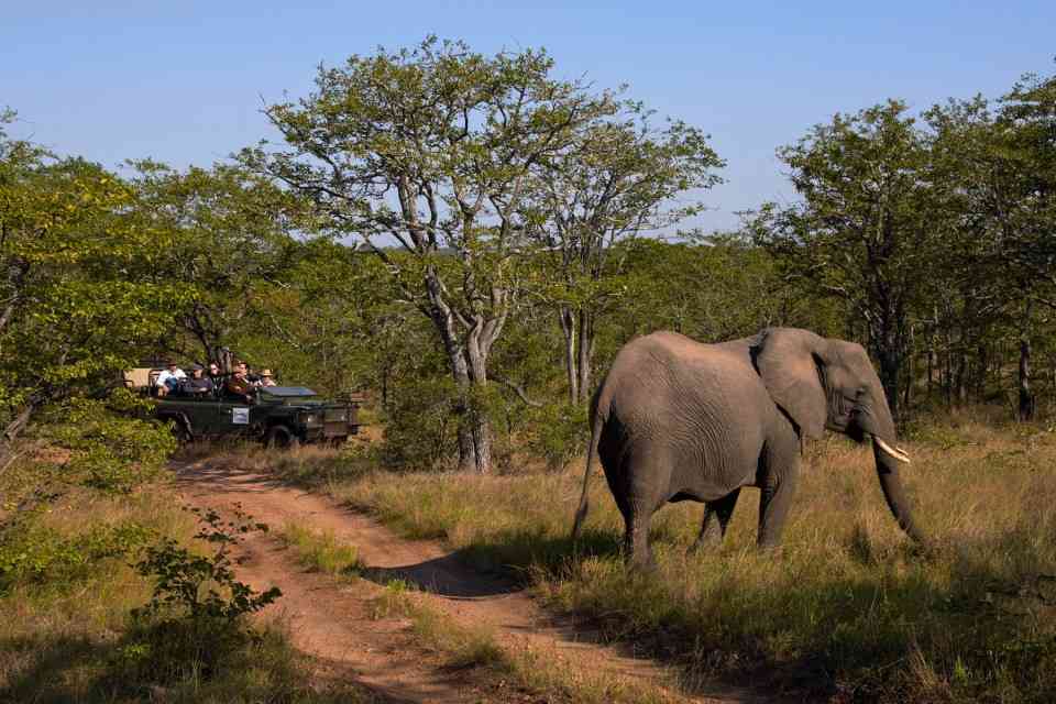 Timbavati Game drive