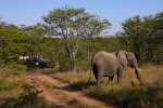 Timbavati Game drive