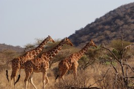 Reticulated Giraffes in Samburu National Park  by Julian Mason