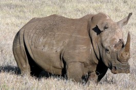 Samburu rhino  by Mara 1