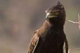 Raptor  by Uzi Yachin