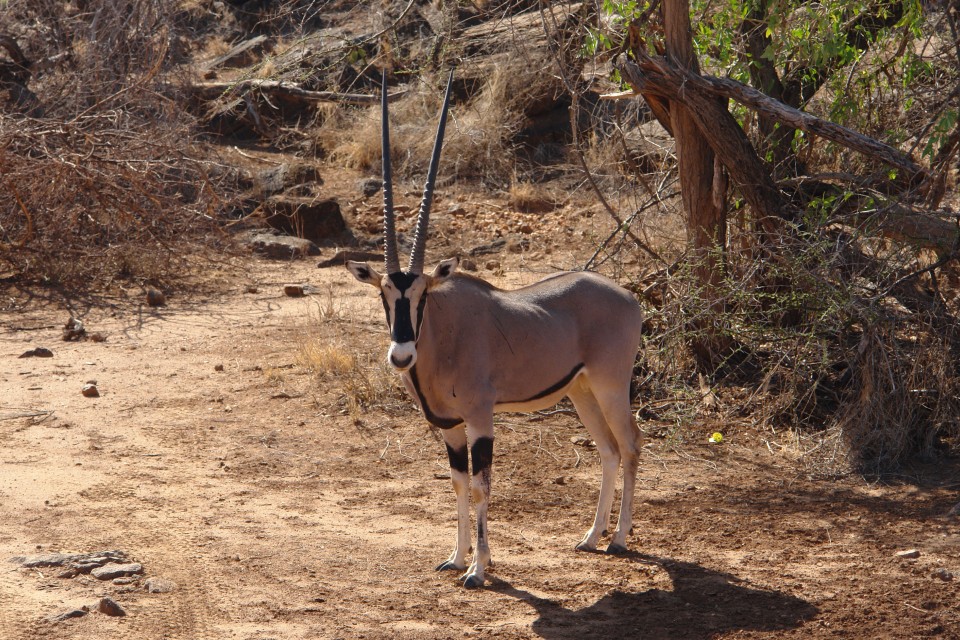 Samburu gemsbok