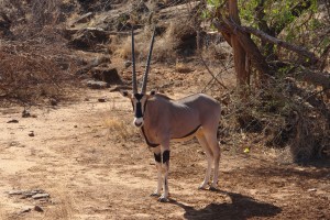 Samburu gemsbok by Filiberto Strazzari