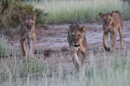 Samburu lioness hunt  by David Creighton