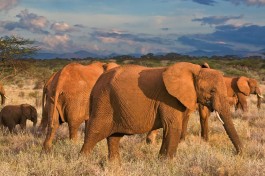 Samburu elephants 