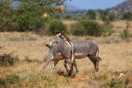 Grevy Zebra biting his rivals during the mating season in Samburu National Reserve, Kenya 