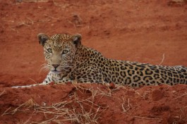 Tsavo leopard  by tom albinson