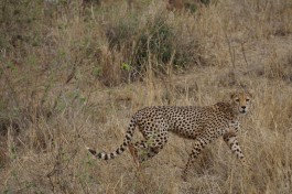 Cheetah in Tsavo  by tom albinson