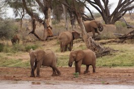 Samburu elephants  by Julian Mason
