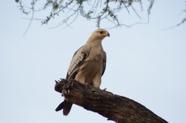 Samburu raptor  by Julian Mason