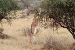 Samburu gerenuk  by Julian Mason
