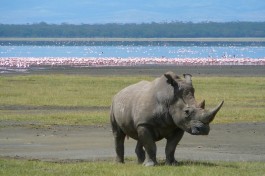 Nakuru rhino  by Ryan Harvey