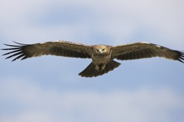 Mara eagle  by Lip Kee