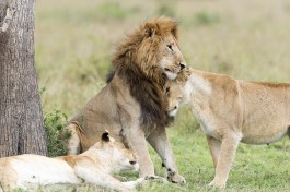 Mara lions  by Christopher Michel