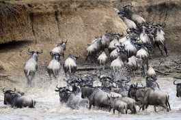 Wildebeest Migration 