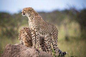 Mara cheetahs by Make it Kenya