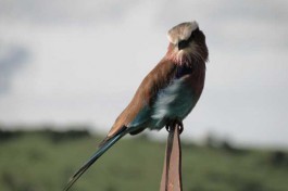 Mara bird 