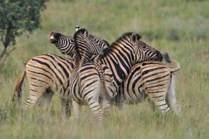 Botswana Safari - zebras