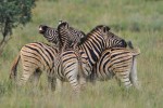 Botswana Safari - zebras 