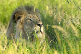 Mobile Botswana Safari - lion 