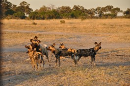 Botswana Safari, wild dogs 