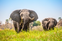Botswana Safari elephants 