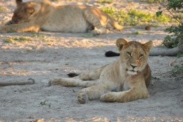 Private Botswana Safari - lion in Savuti 