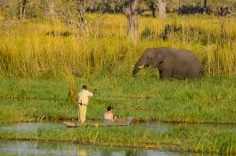 Mokoro elephant, Okavango Delta camping safari 