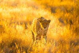 Etosha cheetah, Namibia Safari 