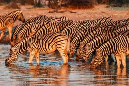 Zebras on Etosha Safari, Namibia 
